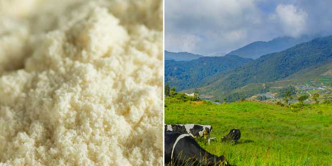 Proteina del Siero del Latte Nativa