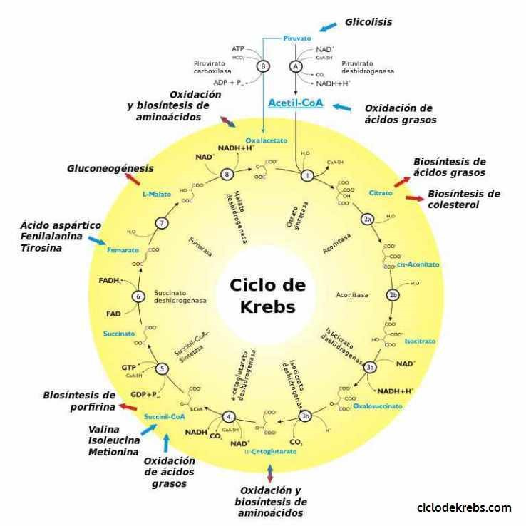 Krebs