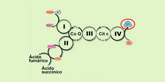 Molecole