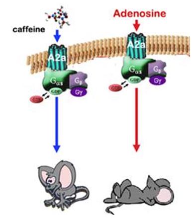 Adenosina e Caffeina