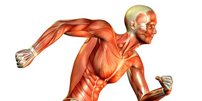 Tessuto Muscolare Tessuto Muscolare