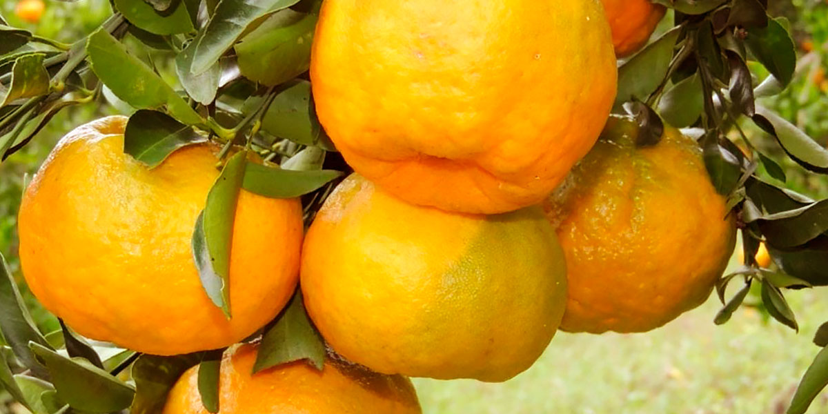 Arancia organica