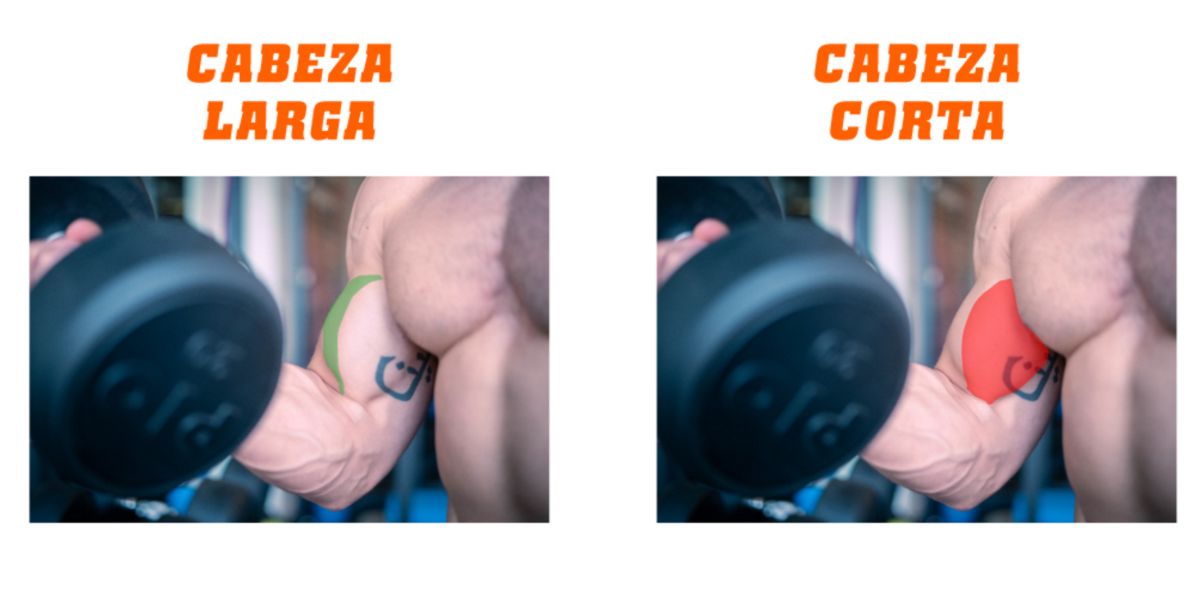 Cosa sono i bicipiti