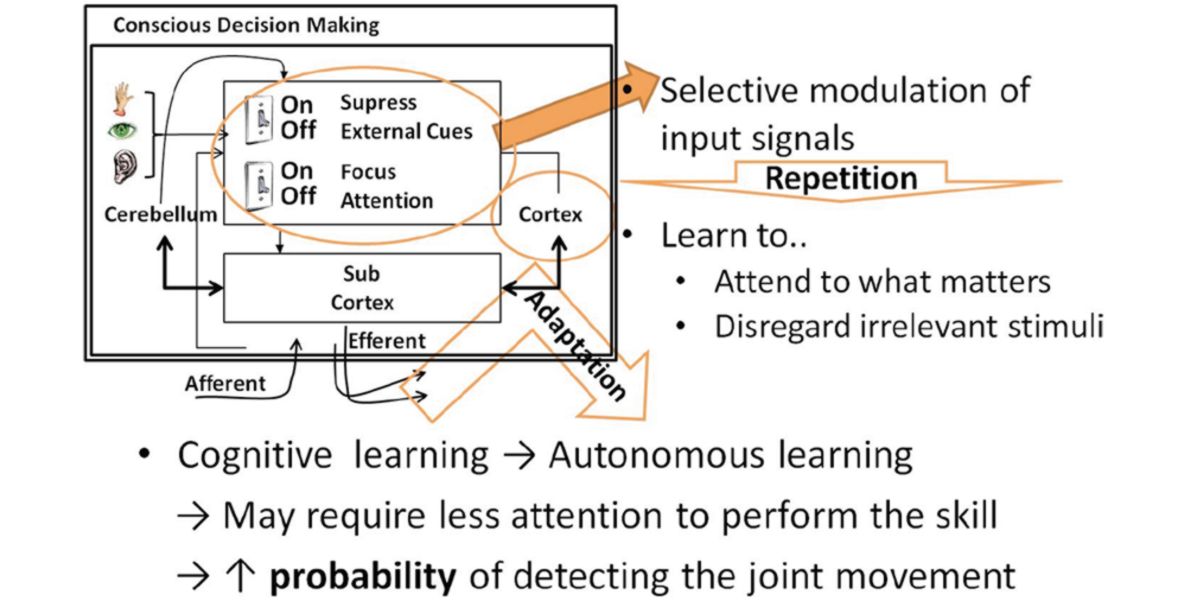 Effetti dell'allenamento sulla plasticità nervosa Effetti dell'allenamento sulla plasticità nervosa