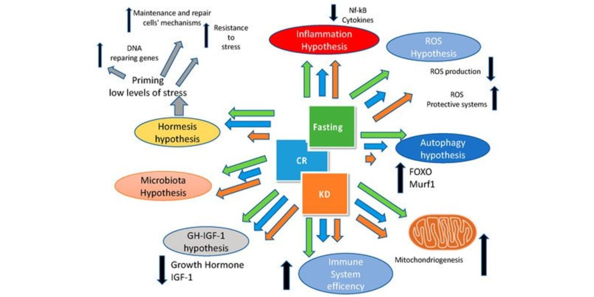 Keto e Digiuno sono compatibili? Keto e Digiuno sono compatibili?