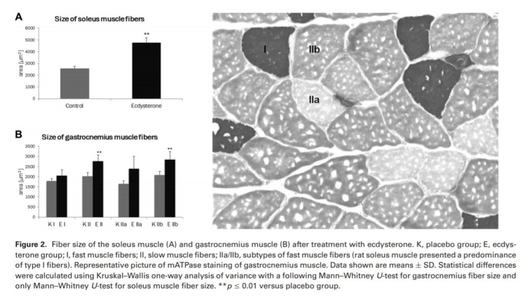 Beta Ecdisterone Beta Ecdisterone