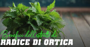 Estratto di Radice di Ortica Che cos'è e perché includerlo nel tuo Piano di Integrazione