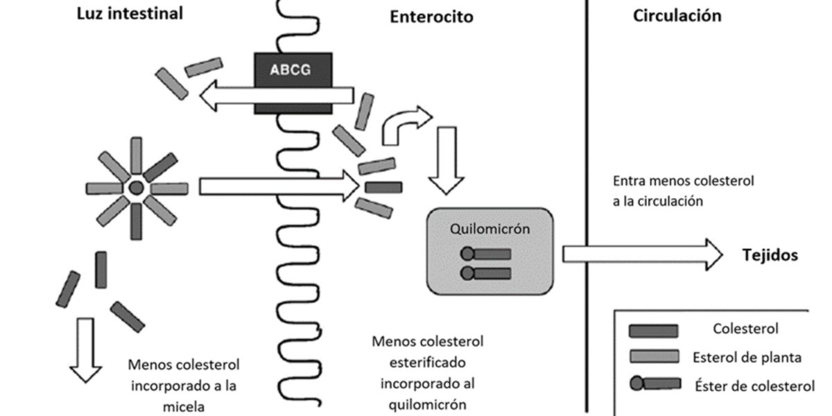 fitoesteroli fitoesteroli