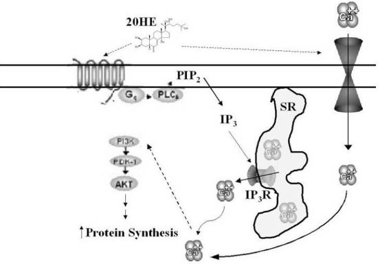 Idrossi-Ecdisterone Idrossi-Ecdisterone