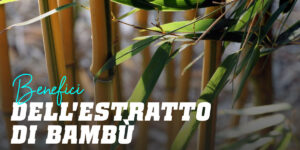 Estratto di Bambù