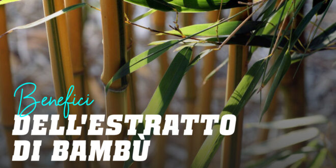 Estratto di Bambù: Proprietà di una pianta antica