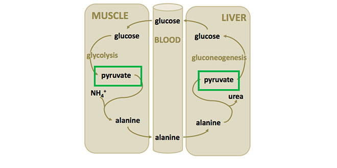 Ciclo Piruvato Ciclo Piruvato