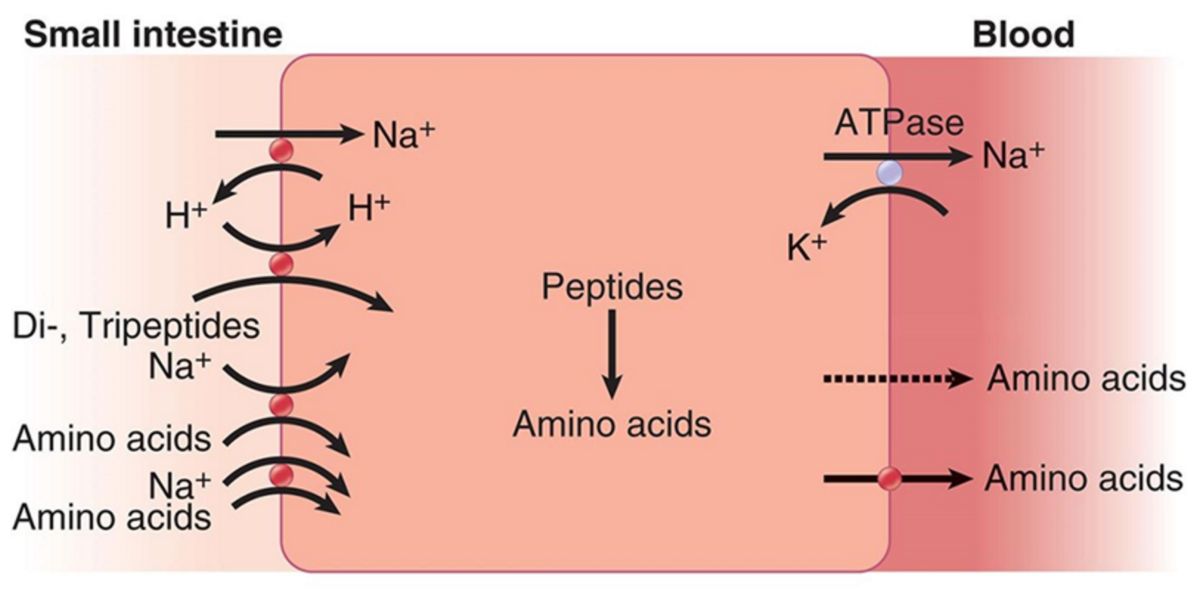 peptidi di aminoacidi