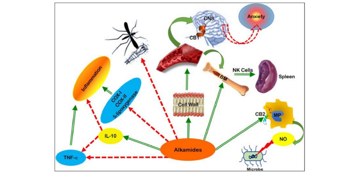 Effetti dell'Echinacea
