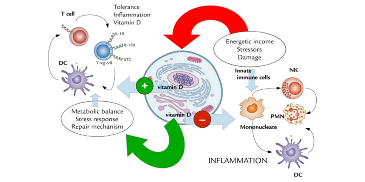 Effetti della vitamina D