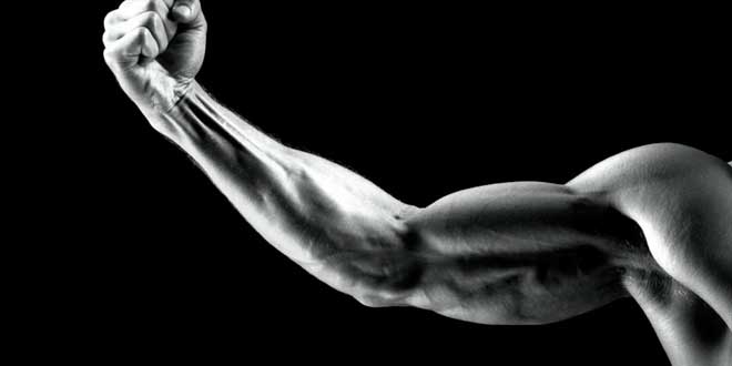 Dimensione muscolare Dimensione muscolare