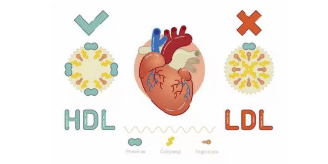 Colesterolo HDL y LDL