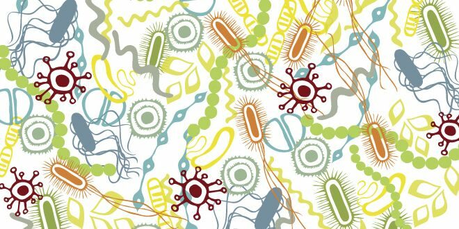 La chiave per sconfiggere l’Obesità è il Microbiota?