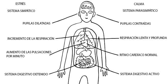 Sistema di risposta allo stress