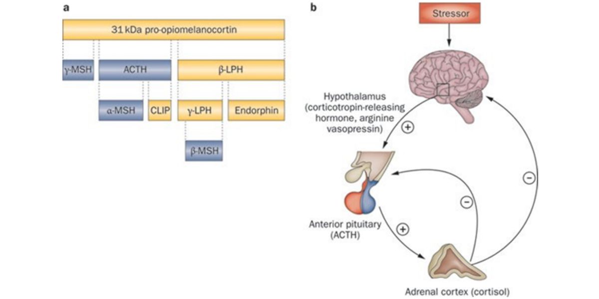 Meccanismo semplificato di biosintesi di ormoni glucocorticoidi ed endorfine. Meccanismo semplificato di biosintesi di ormoni glucocorticoidi ed endorfine.