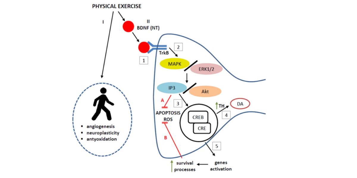 Modulazione dell'esercizio fisico sulla neuroprotezione mediata dal fattore neurotrofico BDNF Modulazione dell'esercizio fisico sulla neuroprotezione mediata dal fattore neurotrofico BDNF