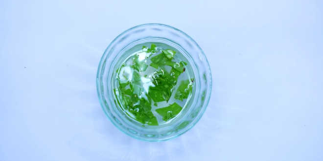 Aloe vera dermatite Aloe vera dermatite
