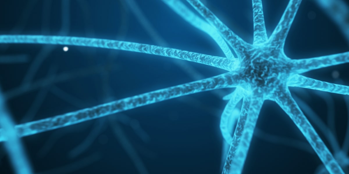 Spermedina e autofagia Spermedina e autofagia