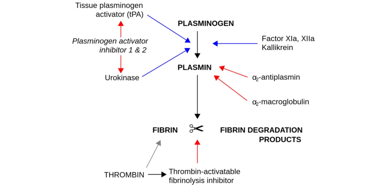Nattokinasi proprietà fibrinolitiche