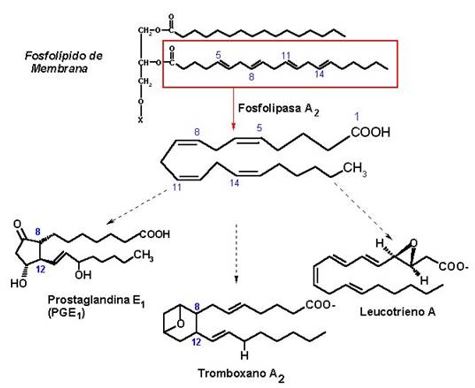 Biosintesi di prostanoidi
