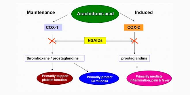 Azione dei FANS sull'inibizione delle COX