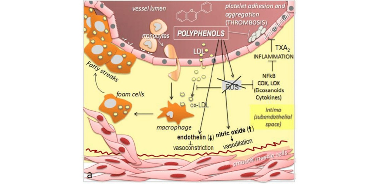 Ester-C - Integratore Naturale Di Vitamina C - Longlife - Foto 9