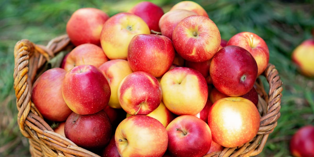 Perché assumere aceto di sidro di mele?