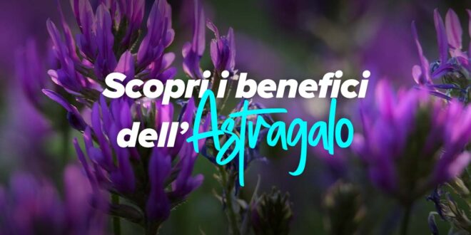 Astragalo: la pianta medicinale con molteplici proprietà e benefici Astragalo: la pianta medicinale con molteplici proprietà e benefici