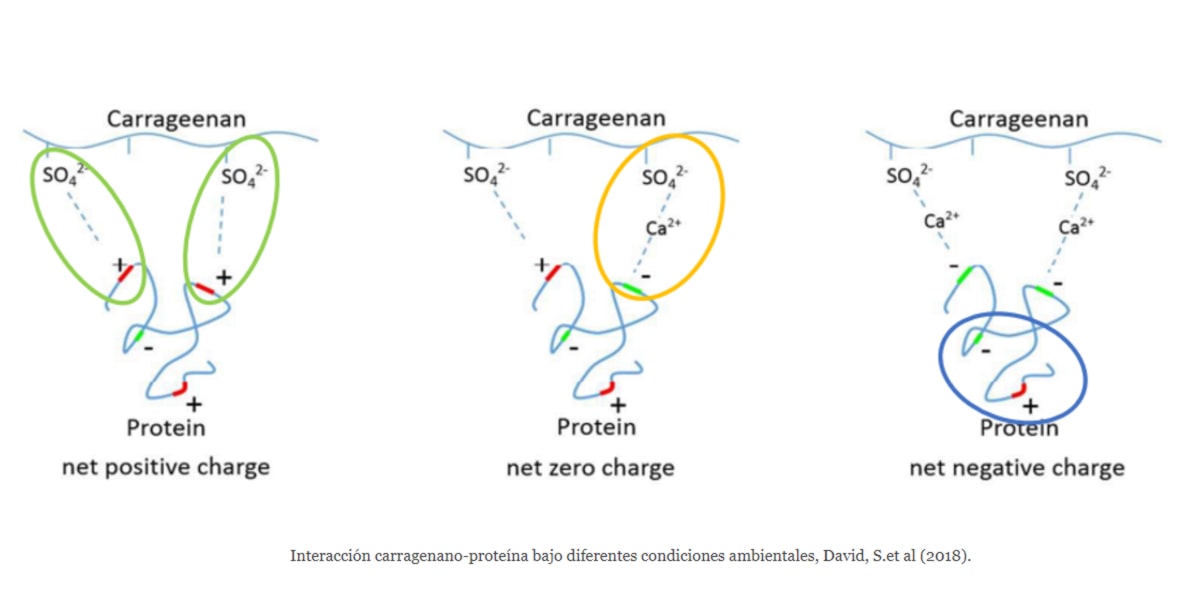 Interazione carragenine-proteine Interazione carragenine-proteine