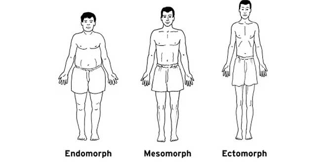 somatotipo