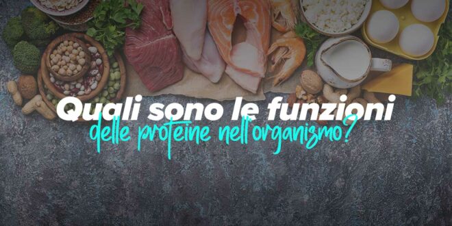 Quali sono le funzioni delle proteine? Quali sono le funzioni delle proteine?