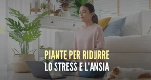 piante-per-ridurre-lo-stress