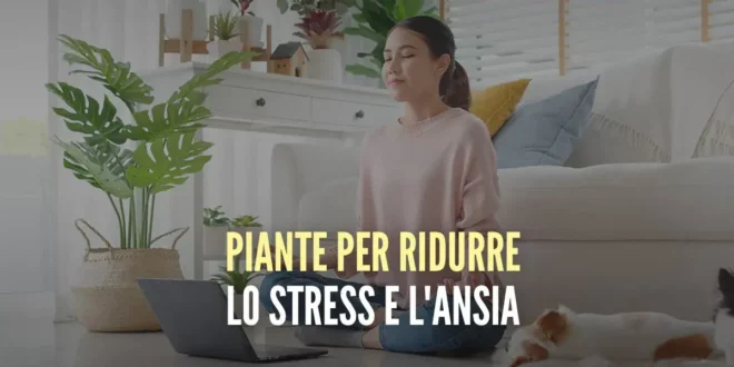 Le 10 migliori piante per ridurre lo stress e l’ansia Le 10 migliori piante per ridurre lo stress e l’ansia
