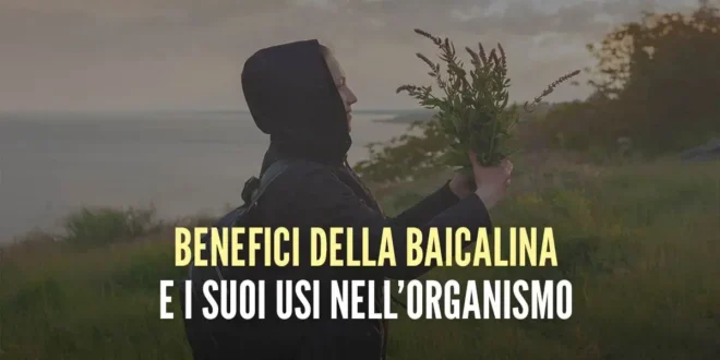 Benefici della Baicalina e i suoi usi nell’organismo Benefici della Baicalina e i suoi usi nell’organismo