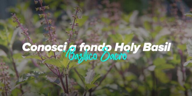Proprietà e controindicazioni del Holy Basil