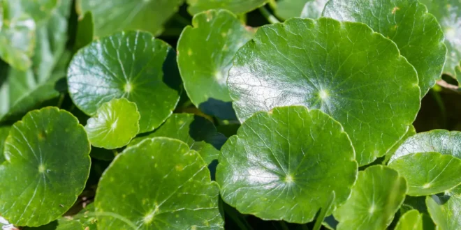 5 Benefici della Centella Asiatica o Gotu Kola 5 Benefici della Centella Asiatica o Gotu Kola