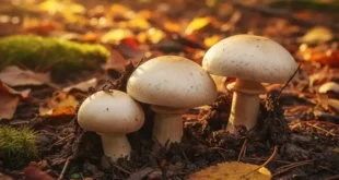 Proprietà e valore nutrizionale dell'Agaricus bisporus