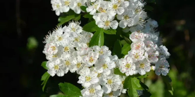Biancospino: l’alleato naturale per la tua salute cardiovascolare Biancospino: l’alleato naturale per la tua salute cardiovascolare