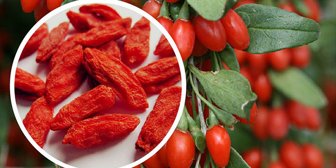 Bacche di Goji, è tutto vero? Bacche di Goji, è tutto vero?
