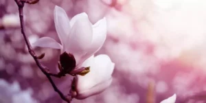 Estratto di magnolia: benefici, effetti e come assumerlo correttamente