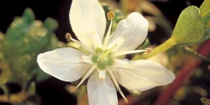 Proprietà del Buchu