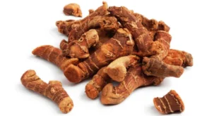 Alpinia Galanga: Scopri a fondo tutte le sue proprietà