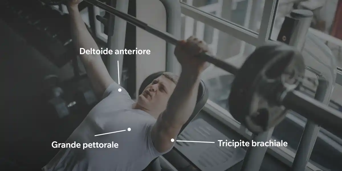 Muscoli coinvolti