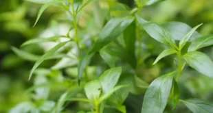 Benefici dell'Andrographis per il tuo sistema immunitario