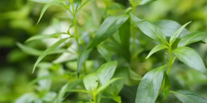 Benefici dell’Andrographis per il tuo sistema immunitario